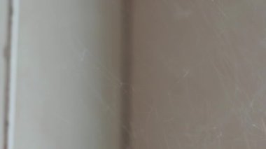  haymaker spider with long legs holds a fly on the wall indoors