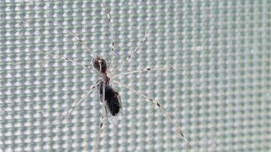Long-legged harvest spider on the window holding a fly, close-up