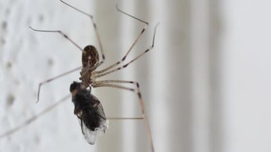 Pholcidae spider on the wall holding a fly larger than itself, macro.