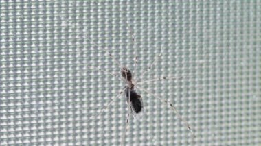 Long-legged harvest spider on the window holding a fly