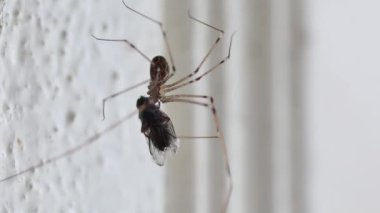 Pholcidae spider on the wall holding a fly larger than itself