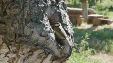 Bird nesting, tit returns with food