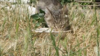 Kedi pikniği. Mutluluk tabağı çimlerde.