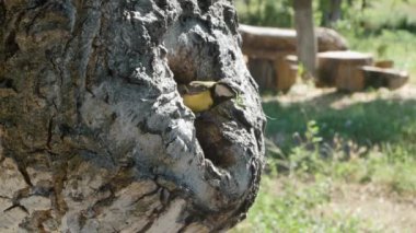 Life in a hollow, the tit brings food.