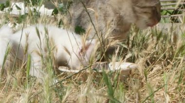 Yeşil yemek odası, çimlerde kedi yemeği..