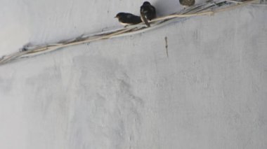Girişteki kablolarda genç kırlangıçlar var. Pencereden ilk uçuştan önceki korku...