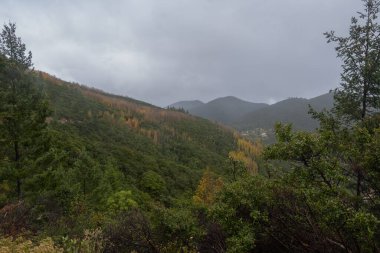 Hojas de Otopo, colores amarillos vibrantes en la zona de Coahuila, Sierra de Arteaga, Cerro de la Marta. Meksika