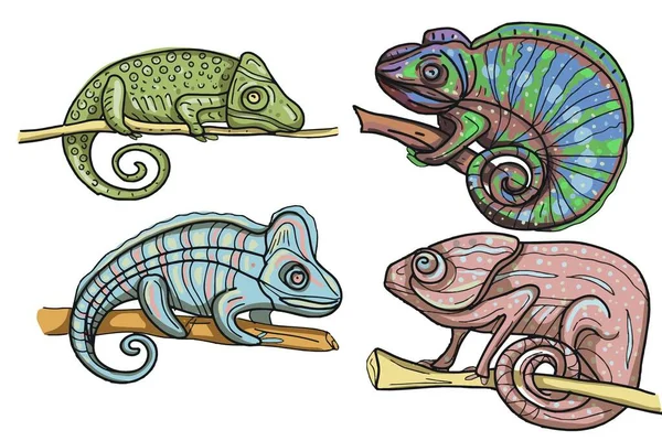 Chameleons าเขตร อนตระก แปลกประหลาดส าหร บเด กกราฟ กบรรท วาดด วยม — ภาพเวกเตอร์สต็อก