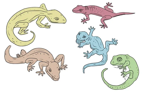 Gecko蜥蜴野生动物爬行动物沙漠居民设置白色背景元素可爱的卡通风格手绘 — 图库矢量图片