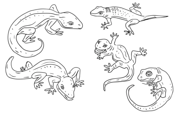 Geckoは野生動物をトカゲ爬虫類砂漠の住人は白い背景要素かわいい漫画スタイルの手で描かれた隔離設定 — ストックベクタ