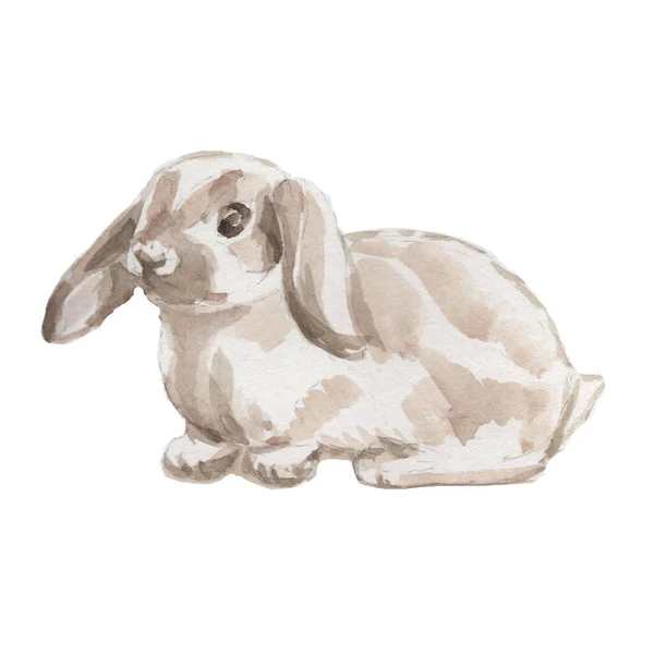 Пасхальный Праздник Весенние Кролики Животные Цыпленок Утенок Яйца Корзина Плетеной — стоковое фото