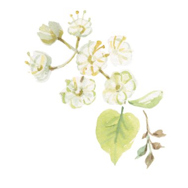 Bal arısı kavanozu. Arı kovanı grafik çizim eli. Beyaz arkaplan çizimine ayrı ayrı çizilmiş.