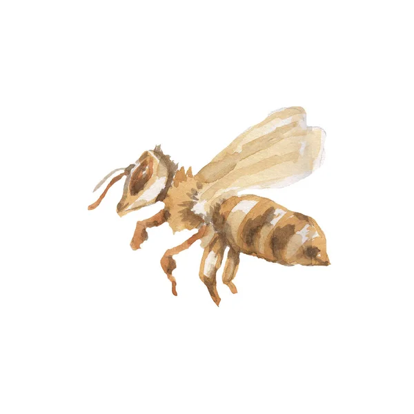 Bal Arısı Kavanozu Arı Kovanı Grafik Çizim Eli Beyaz Arkaplan — Stok fotoğraf