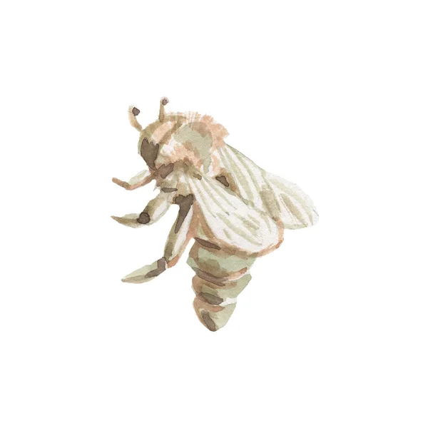 Медовая Пчела Сотовая Банка Пчелиный Улей Графическая Иллюстрация Рука Нарисованная — стоковое фото