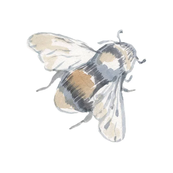 Медова Бджола Медоносних Банок Вулик Графічна Ілюстрація Рука Намальована Набір — стокове фото