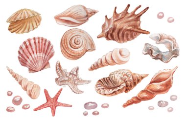 deniz kabukları deniz kabukları su altı dünyası vahşi doğa el suluboya resimleme çizdi. Beyaz arkaplanda izole edilmiş gerçekçi taslak biçimi belirle