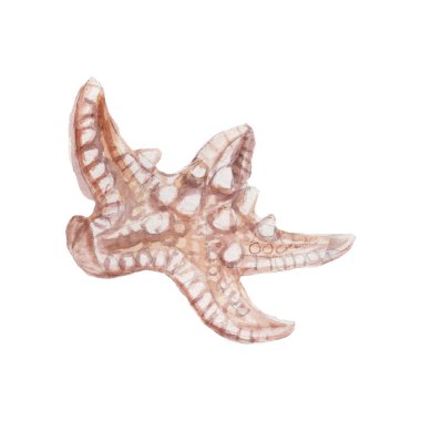 deniz kabukları deniz kabukları su altı dünyası vahşi doğa el suluboya resimleme çizdi. Beyaz arkaplanda izole edilmiş gerçekçi taslak biçimi belirle