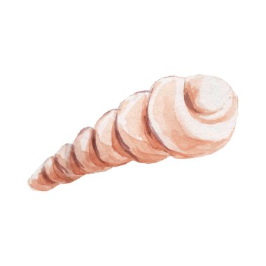 deniz kabukları deniz kabukları su altı dünyası vahşi doğa el suluboya resimleme çizdi. Beyaz arkaplanda izole edilmiş gerçekçi taslak biçimi belirle