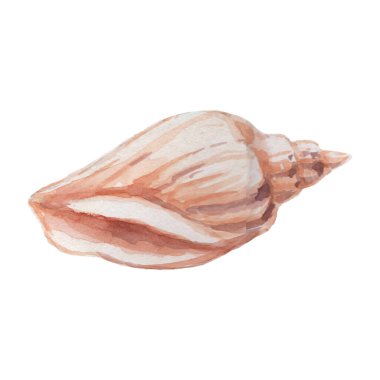 deniz kabukları deniz kabukları su altı dünyası vahşi doğa el suluboya resimleme çizdi. Beyaz arkaplanda izole edilmiş gerçekçi taslak biçimi belirle