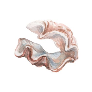 deniz kabukları deniz kabukları su altı dünyası vahşi doğa el suluboya resimleme çizdi. Beyaz arkaplanda izole edilmiş gerçekçi taslak biçimi belirle