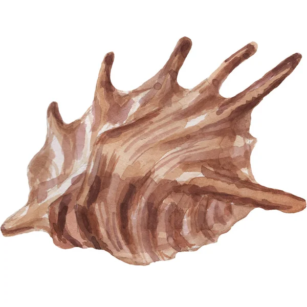 貝殻貝海洋性水生生物水中世界野生自然手描き水彩イラスト 白を基調としたスケッチで分離現実的なスタイル — ストック写真