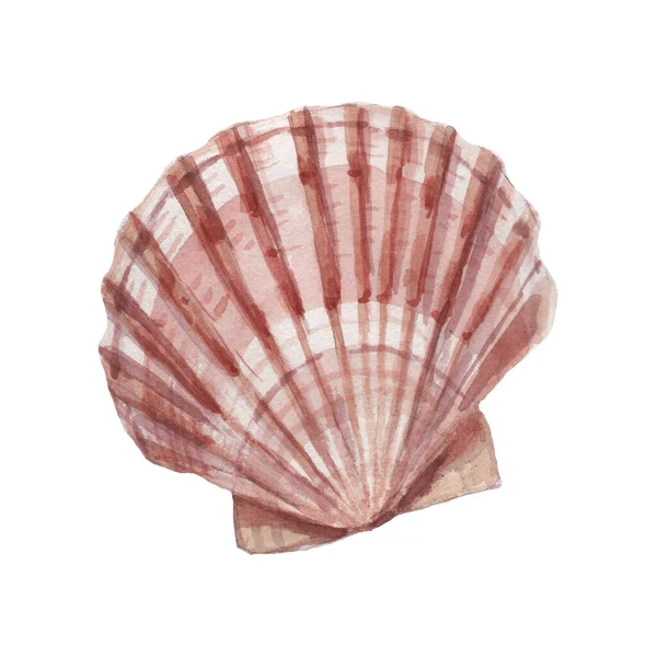 Seashells Shells Marine Nature Aquatic Underwater World Wild Nature Hand — Stock Photo, Image