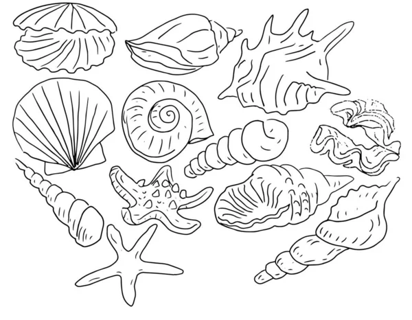 Seashells Colorat Moluște Animale Marine Stabilite Fundal Alb Grafic Ilustrație — Vector de stoc