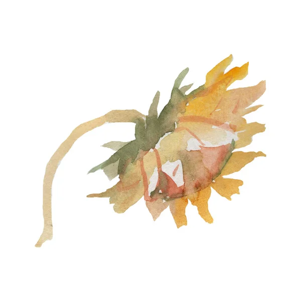 Słoneczniki Kwiaty Zbiór Akwarela Ilustracja Ręcznie Malowane Rośliny Olejne Rolnicze — Zdjęcie stockowe