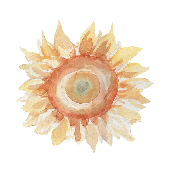 Słoneczniki Kwiaty Zbiór Akwarela Ilustracja Ręcznie Malowane Rośliny Olejne Rolnicze — Zdjęcie stockowe
