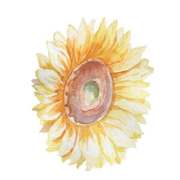Slunečnice Květiny Sklizeň Akvarel Ilustrace Ručně Malované Olejniny Zemědělství Farma — Stock fotografie