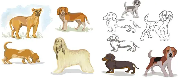 Psi Beagle Afghánský Pes Basset Pes Bullmastiff Ručně Kreslené Roztomilé — Stockový vektor
