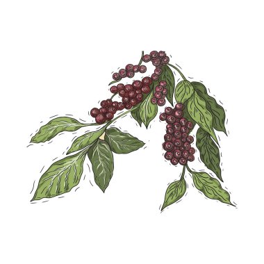 Coffee grains branch with leaves hand drawn cappuccino morning Americano cup tile Italian watercolor set