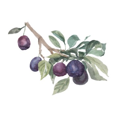 Yapraklı bir dalda erik sulu meyve suyu sulu meyve suyu ve vejetaryenlik.