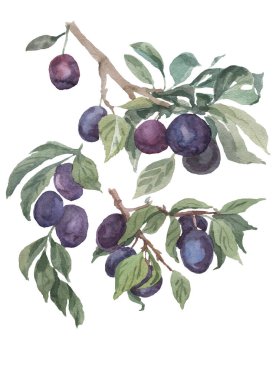 Yapraklı bir dalda erik sulu meyve suyu sulu meyve suyu ve vejetaryenlik.