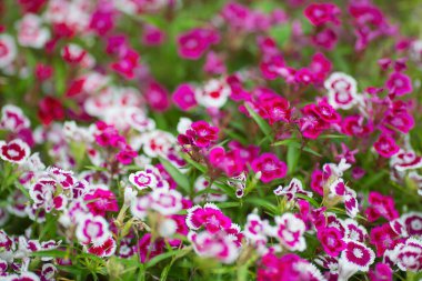 Pembe ve Beyaz Dianthus Çiçek Açtı