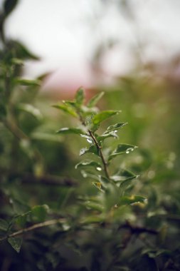 Yağmurlu Yeşil Yapraklar 'ın Moody Arkaplanı ile Yumuşak Odakta Yakın Çekimi
