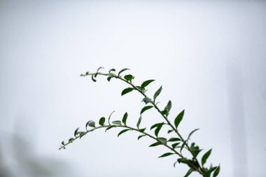 Minimalist dal silueti beyaz gökyüzüne karşı