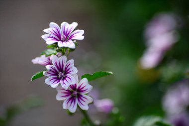 Çizgili Mor ve Beyaz Çiçekler Açtı
