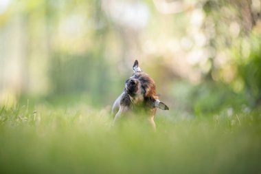 Sabah Güneş Işığı ve Yumuşak Bokeh ile Çince İbikli Tüysüz Köpek Tüyleri Çimende
