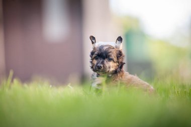 Sabah Güneş Işığı ve Yumuşak Bokeh ile Çin Tepeli Yavru Köpek Çimlerde Duruyor