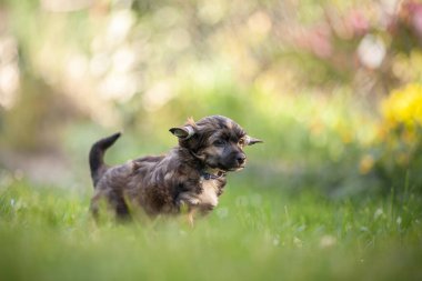 Sabah Güneş Işığı ve Yumuşak Bokeh ile Çin Tepeli Yavru Köpek Çimlerde Duruyor