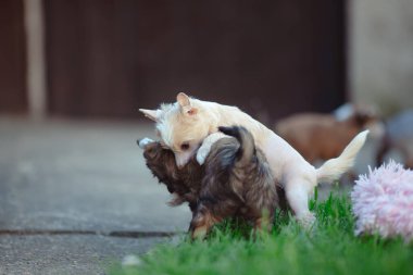 Çin armalı köpek yavruları dışarıda savaşır, tüysüz.