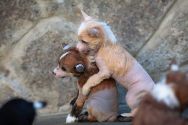 Çin armalı köpek yavruları dışarıda savaşır, tüysüz.