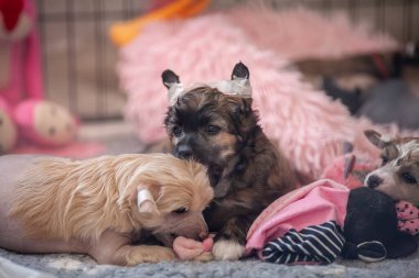 Bantlı Kulaklı Çamurlu Yavrular Kapalı Kapıda Oynuyor, Çin Tepeli Köpeği