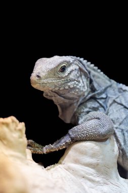 Iguana on Rock, izole edilmiş Siyah Arkaplan, poz