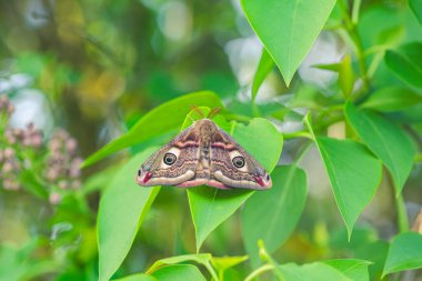 Saturniidae Güvesi Doğal Yaşam Alanında Yapraklar Arasında Dinleniyor, Macro