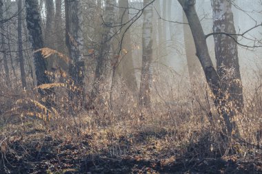 Yumuşak Işık ve Kuru Çimenli Huzurlu Orman Sahnesi