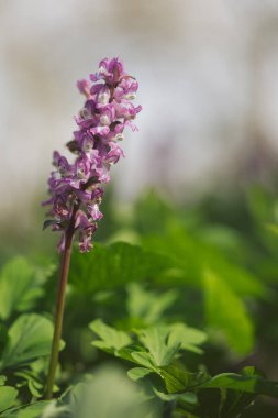 Çiçek açan ilkbahar ormanındaki Corydalis Cava dikey