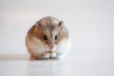 Stüdyoda pofuduk bir hamster, beyaz bir arka planı çiğniyor.