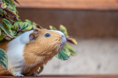 Bir bankta, dışarıda Gine domuzu portresi.